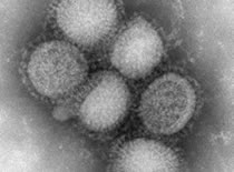SWINE FLU VIRUS